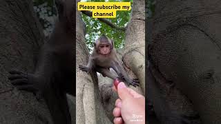 accha wala bandar 🙈 Bandar wala video bandar funny status comedy viralvideo ytshort बंदर yt [upl. by Yerd629]