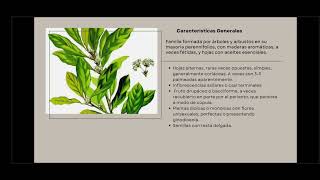 Familia Lauraceae  Grupo 5 [upl. by Herrick]