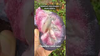 MANFAAT DAN KHASIAT BUAH KENITU manfaatkhasiatbuahkenitu buahkenitu buah kenitu buahbuahan [upl. by Nitaj]