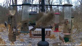 Goldencrowned kinglet feeding on suet on log feeder 1132024 [upl. by Sundin]