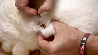 AHH Bot Fly Larvae Makes Rabbit Its Home [upl. by Karole]