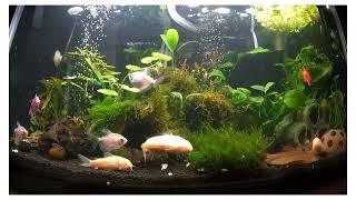 10 Gallon Planted Community Tank [upl. by Brunn]