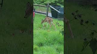 Cute baby fawns looking for apples 🍎 🦌 babyanimals deerwatching babydeer deersighting [upl. by Inajar]