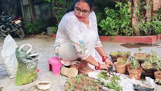 Repotting Of Succulents Grown Feel  Dr Vandana Umrao [upl. by Assenat356]