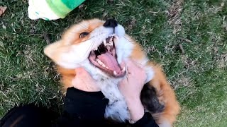 Gopro POV waking up foxes [upl. by Adikram]