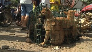 Annual dog meat festival causes outrage [upl. by Alleb526]