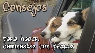 Consejos para hacer caminatas con perros [upl. by Amilah]