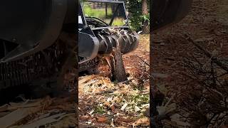 Removing Dead Wood With Our Mulcher 💪 bobcatequipment landclearing firemitigation forestry [upl. by Nosdrahcir]