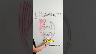 Quick Trick to Remember Ligaments vs Tendons shorts [upl. by Henricks886]