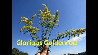 Harvesting Goldenrod [upl. by Jagir]