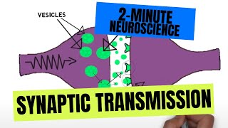 2Minute Neuroscience Synaptic Transmission [upl. by Allisirp]