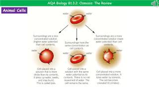 AQA Biology B132  Osmosis [upl. by Blackington]