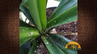 QampA  My yucca plant has white spots on the leaves What is it [upl. by Komsa]