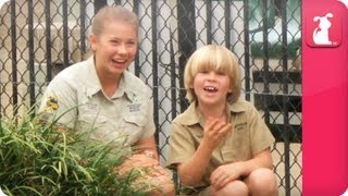 Bindi amp Robert Irwin feature huge saltwater crocodile  Growing Up Wild [upl. by Nohsed]