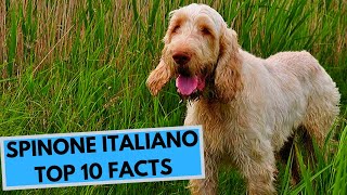 il lavoro dello spinone [upl. by Lunneta]