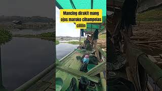 Mancing dirakit mang ojos maroko cihampelas cililin🤟mancingsagulingmancingciratashortfishingfyp [upl. by Hertzfeld19]