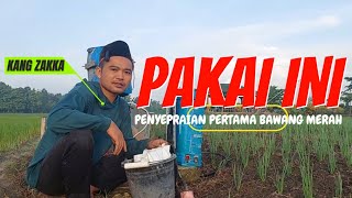 JANGAN LUPAKAN Penyepraian Pertama Bawang Merah [upl. by Atikin]