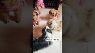 Laro lang walang pikunan🤣🤣dogs doglovers doglife [upl. by Magnus754]