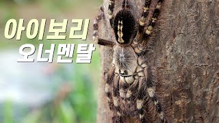 아이보리 오너멘탈 로우랜드Poecilotheria subfusca [upl. by Terry]