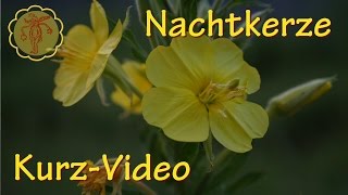 Heilpflanze Nachtkerze  KurzVideo [upl. by Baun]