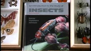 Insect Families and Identification [upl. by Ocirne]