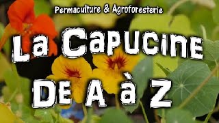 LA CAPUCINE 🌸 DE A à Z SEMER amp PLANTER  SES ATOUTS SANTÉ amp JARDIN POTAGER EN PERMACULTURE [upl. by Yadrahc]