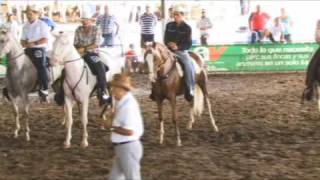 Expococi Paso 09 Juzgamiento Caballo Costarricense de Paso 1 [upl. by Amye]