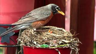 Robin bird feeding the baby chick inside the nest [upl. by Zeuqirdor]