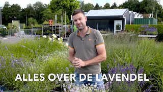 Alles over Lavendel  TUINPLEZIER [upl. by Aissat87]