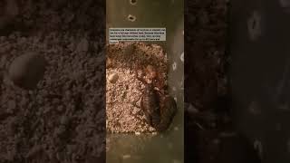 Parabuthus Transvaalicus animallover desert scorpion scorpions venomous feed feeding shorts [upl. by Ainattirb618]