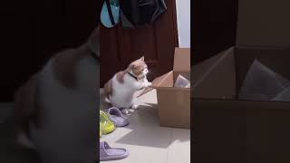 Boxing bars 🥊cat cute love catlover viralvideo viralshorts viralreels [upl. by Herahab]