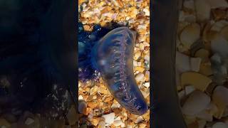 Portuguese Man o War • Tropical Music shorts manowar animals wildlife beach sea beautiful [upl. by Kaden27]