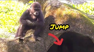 Ringo clapped his hands and jumped down the next second😆🤣💦Djeeco FamilyGorillaTaipei zoo [upl. by Onaireves]