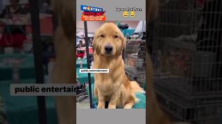 Funny dog voice over 🐶🐶 funny dogs shorts ytshorts trending viralvideo [upl. by Icat]