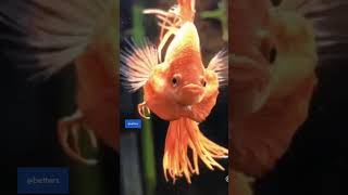 Defending Your Betta  Chapter 2  dropsy bettafish disease newseries aquarium fish [upl. by Ettedualc624]