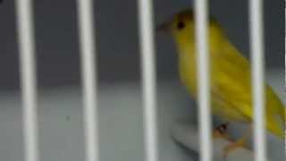 my double factor yellow siskins [upl. by Felten]