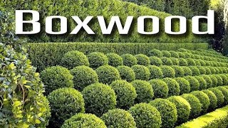 Boxwood plant design at Sanosara Head works Gujarat Paani purvatha board by Vaghani Nursery [upl. by Carpenter]