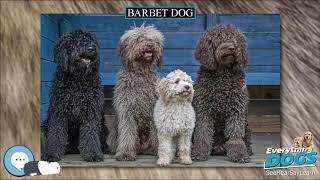 Barbet dog 🐶🐾 Everything Dog Breeds 🐾🐶 [upl. by Enymsaj973]