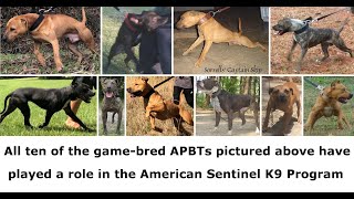 Creating Game Bred Bandogs [upl. by Edita]