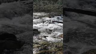 Conasauga creek on Conasauga Falls trail [upl. by Balkin]