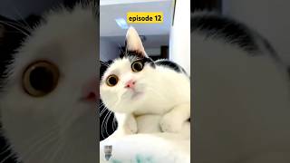 Funny cats 😂 funny cat shorts amp episode 12 [upl. by Baniez]