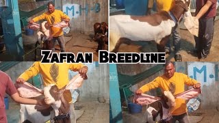 Saste aur Nasal Mai Hyderabadi Breedline Zafran Breedline Goats  errakunta Hyderabad [upl. by Yaras966]