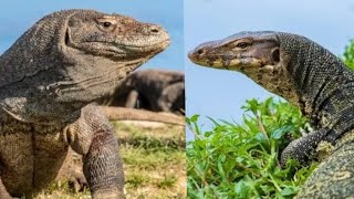 Apakah biawak dan komodo itu sama reptile animals [upl. by Dud272]