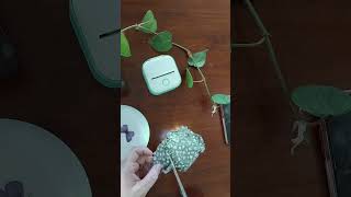 I used Phomemo T02 to decorate a mini Fairy Garden House phomemo trending miniprinter [upl. by Nahgen]