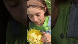 Comiendo girasol asado 🌻 vivirenelcampo viral [upl. by Xad]