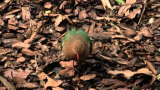 Common Emerald Dove Chalcophaps indica  Grünflügeltaube 1 [upl. by Reiser]