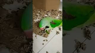 Mirchi khani padegi 🦜😍❤️🥰 parrot parrottalking parrotlover talkingparrort cute youtubeshorts [upl. by Dollar524]