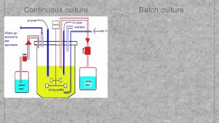 A level S3 Fermentation and fermenters Ms Cooper [upl. by Alikee569]