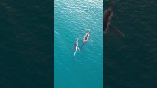 Le balene stanno migrando 🐋 lungo le coste dell’Australia 😍 australia whale [upl. by Ioves]