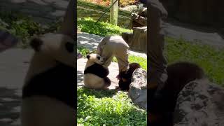 When Im stressed I like to watch cute pandas🤩youtubeshorts trending viralvideo panda fyp [upl. by Eveivaneg]